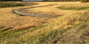 Kokomo field
