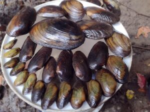 Harrison Road mussel survey findings